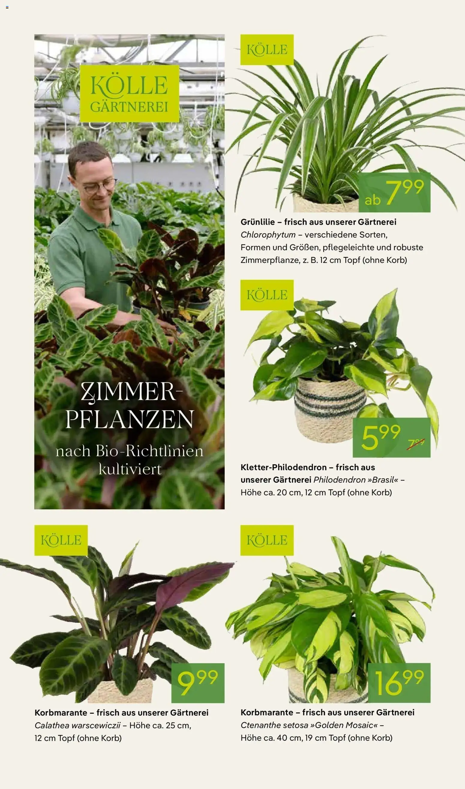 Pflanzen-Kölle Prospekt Hamburg – gültig ab 09.02.2026 | Seite: 6