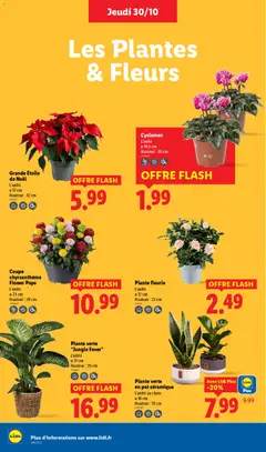 LIDL - Prévisualisation de LIDL catalogue semaine 44 valide à partir de 30.10.2025 | Page: 32 | Produits: Plantes, Chrysanthème, Plante verte