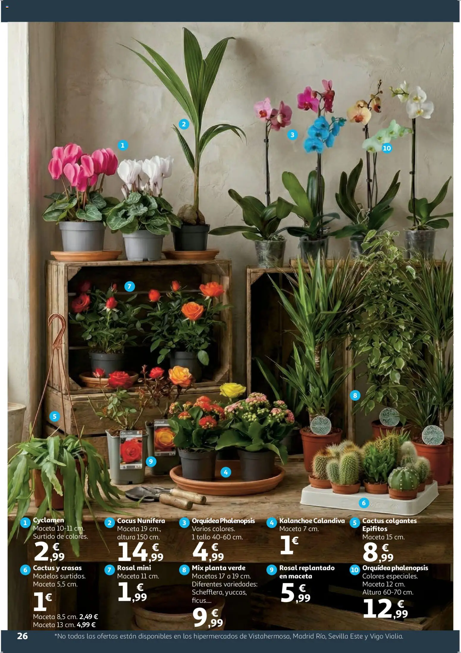 Alcampo - HG Blanco │ válido desde el 09.01.2026 | Página: 26 | Productos: Maceta