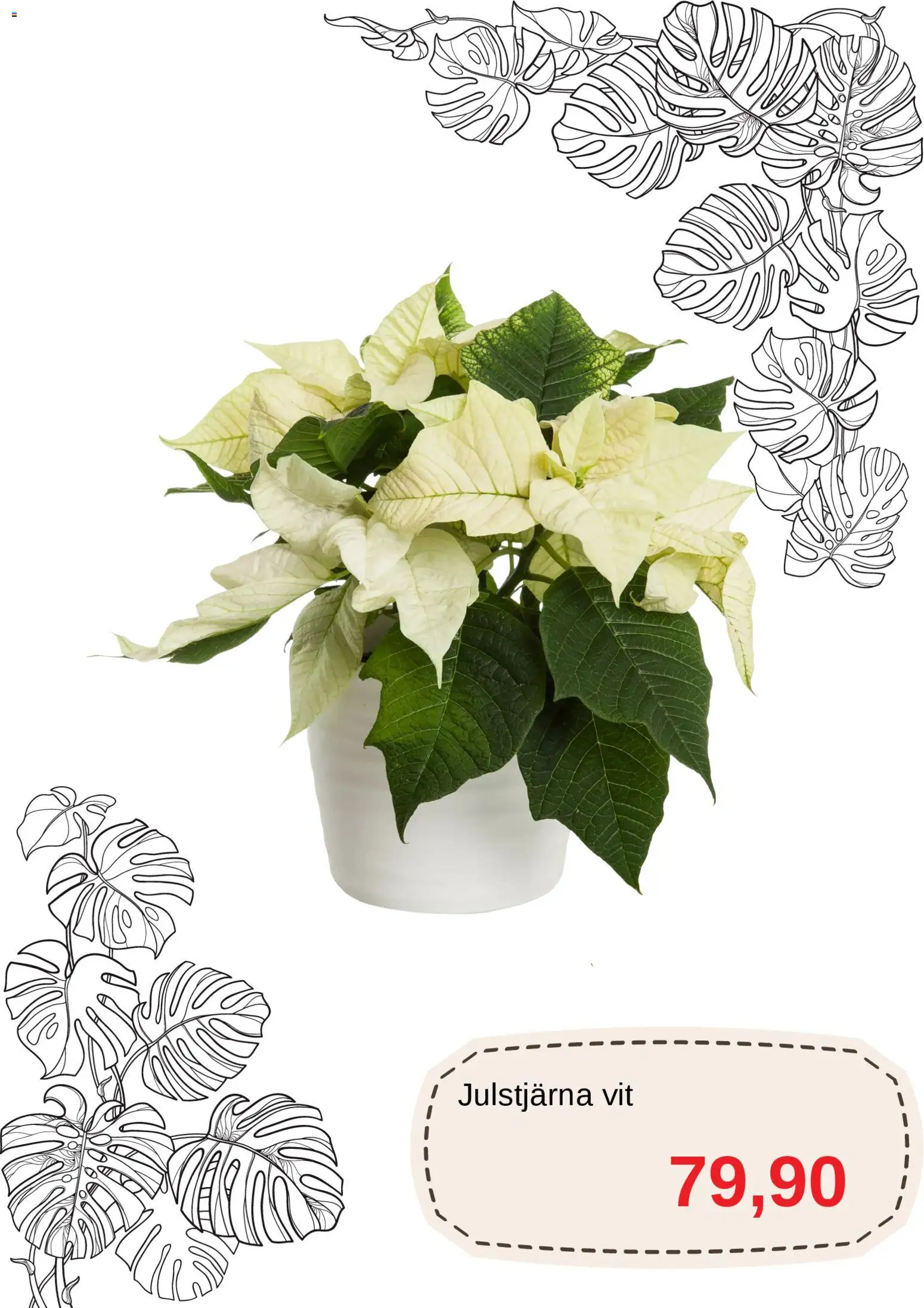 Blomsterlandet reklamblad aktuell från 01.12.2025 | Sida: 7