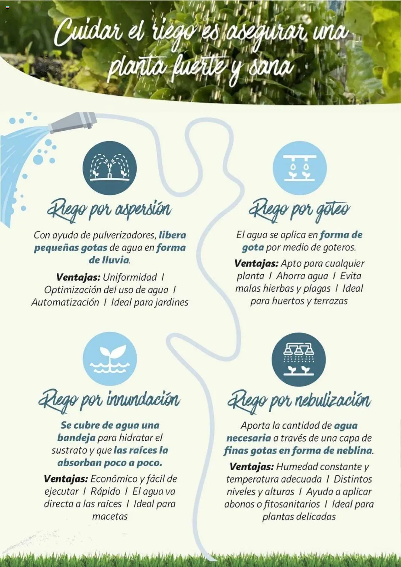 Alcampo - Jardín │ válido desde el 11.02.2025 | Página: 7 | Productos: Bandeja