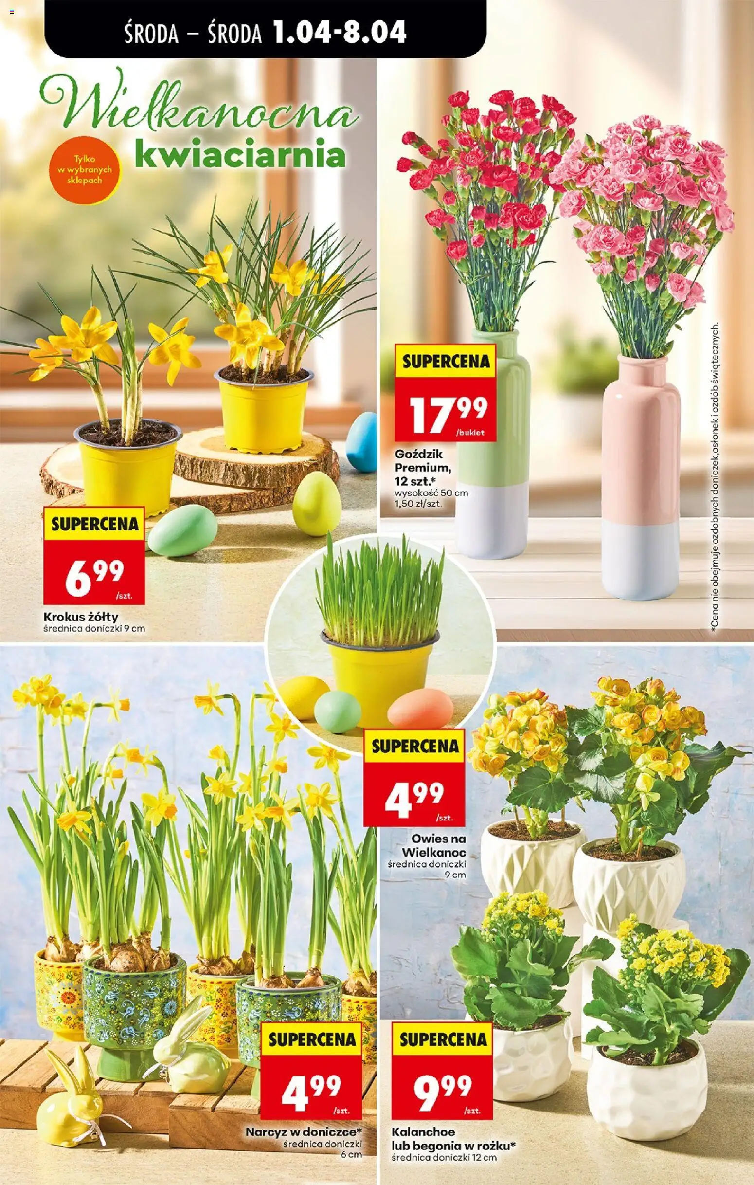 Biedronka gazetka od środy od 01.04.2026 | Strona: 26 | Produkty: Goździk, Doniczki, Kalanchoe