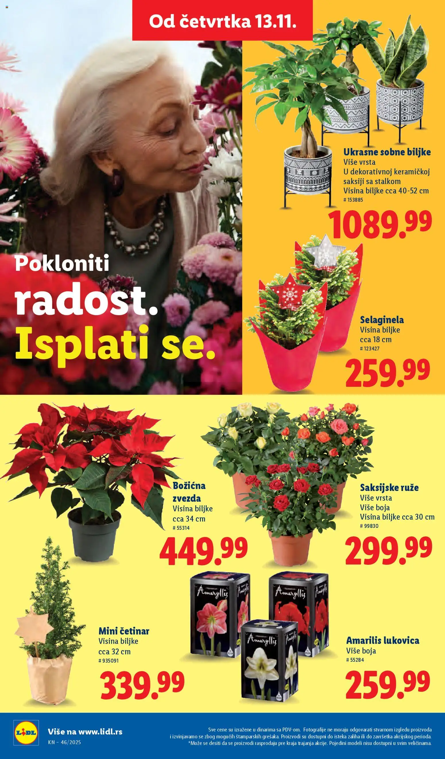 Lidl katalog - važi od 13.11.2025 | Strana: 42 | Proizvode: Sobne biljke, Ruze