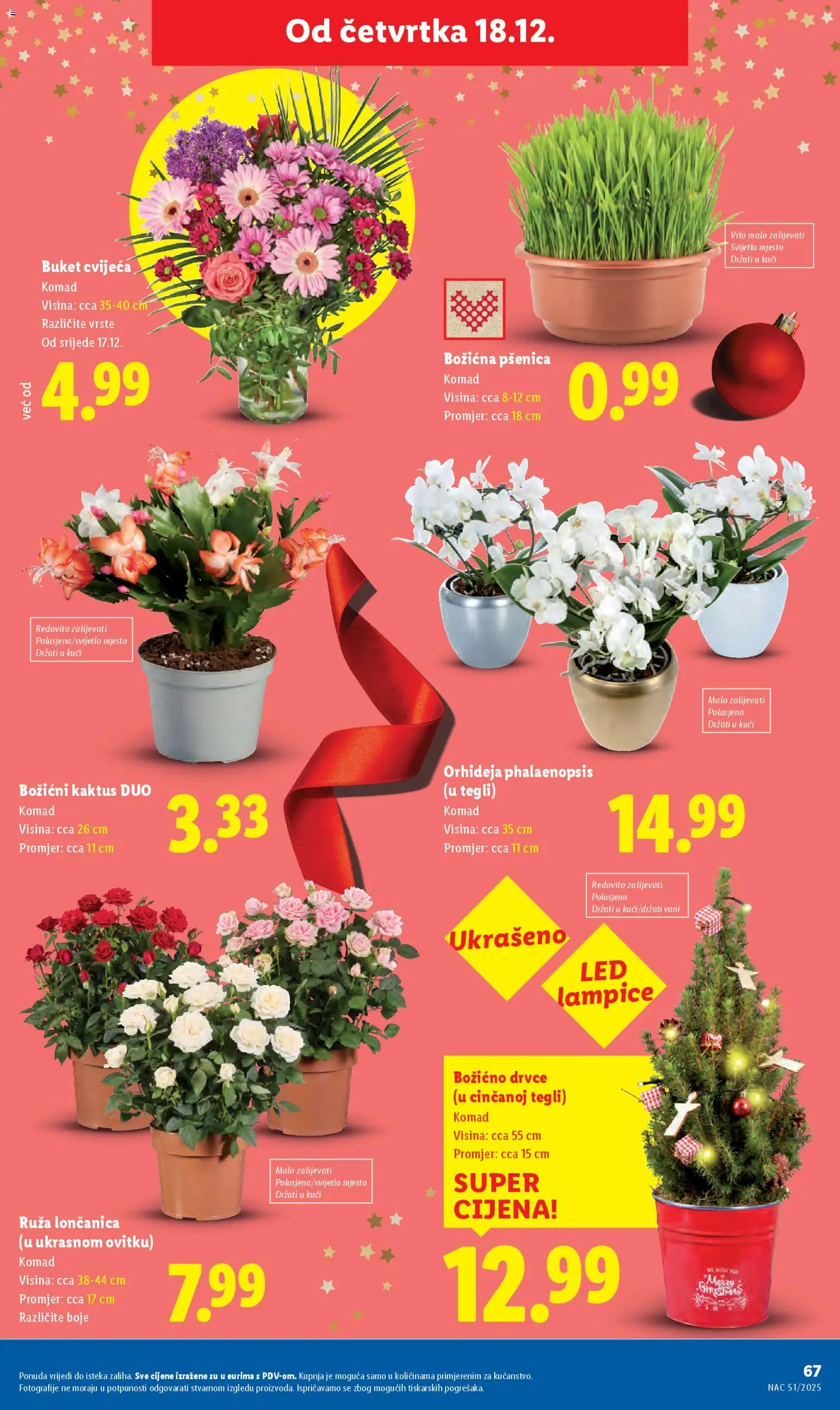 Lidl katalog | vrijedi od 15.12.2025 | Stranica: 67 | Proizvodi: Orhideja