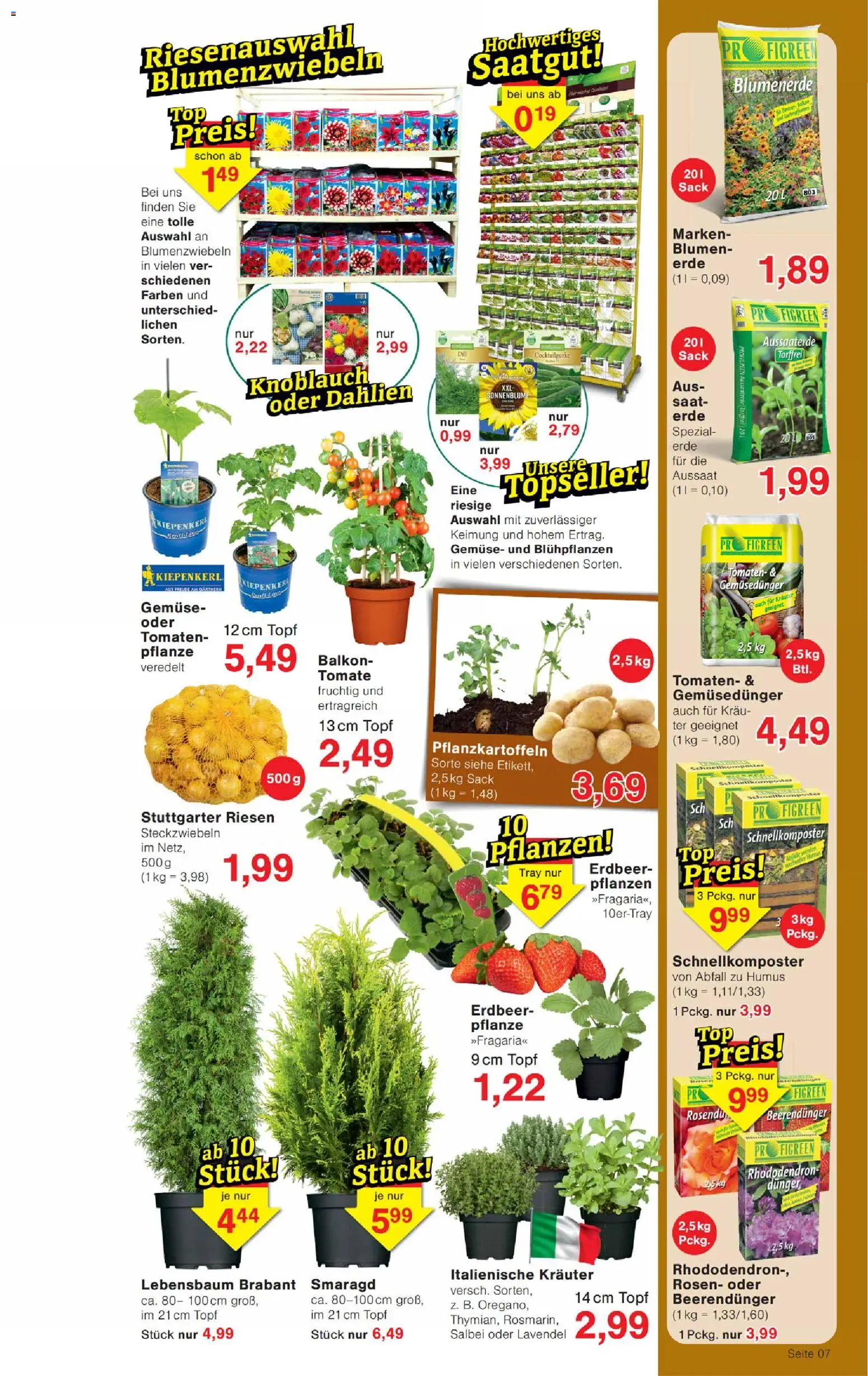 Wiglo Wunderland Prospekt – gültig ab 30.03.2026 | Seite: 11 | Produkte: Blumen, Tomaten, Knoblauch, Dill