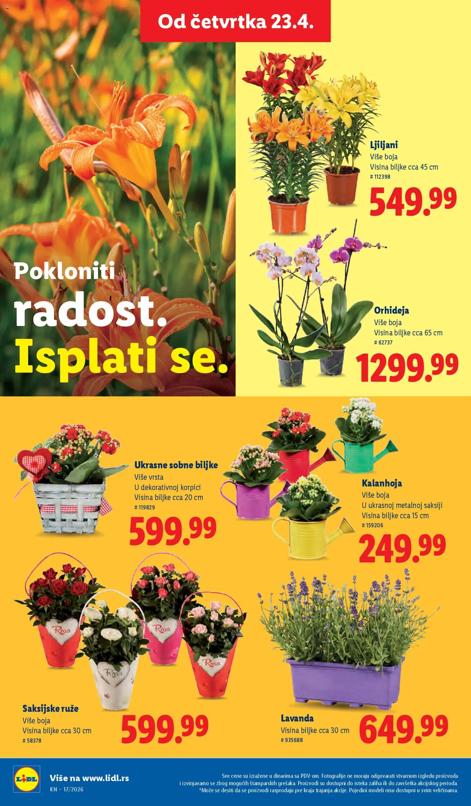Lidl katalog - važi od 23.04.2026 | Strana: 68 | Proizvode: Kalanhoja, Sobne biljke, Orhideja, Ruze
