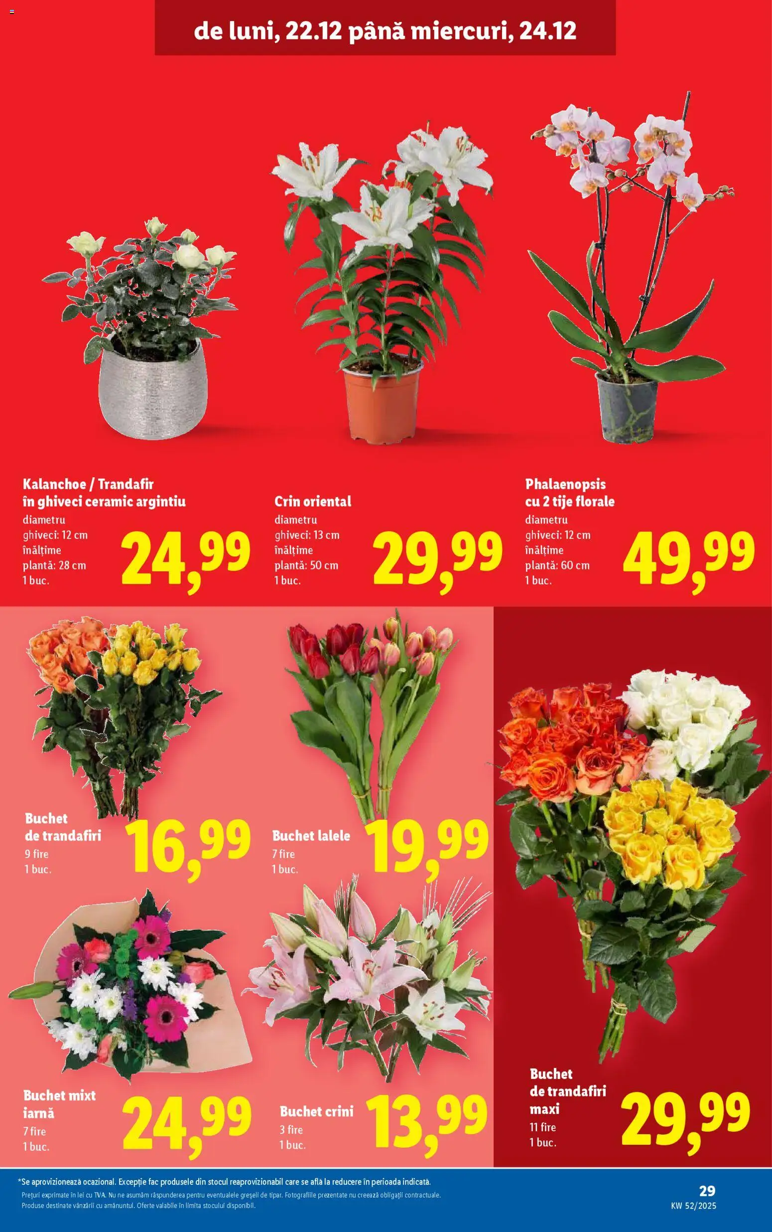 Noul catalog Lidl – valabil de la 22.12.2025 | Pagină: 29 | Produse: Trandafir, Ghiveci