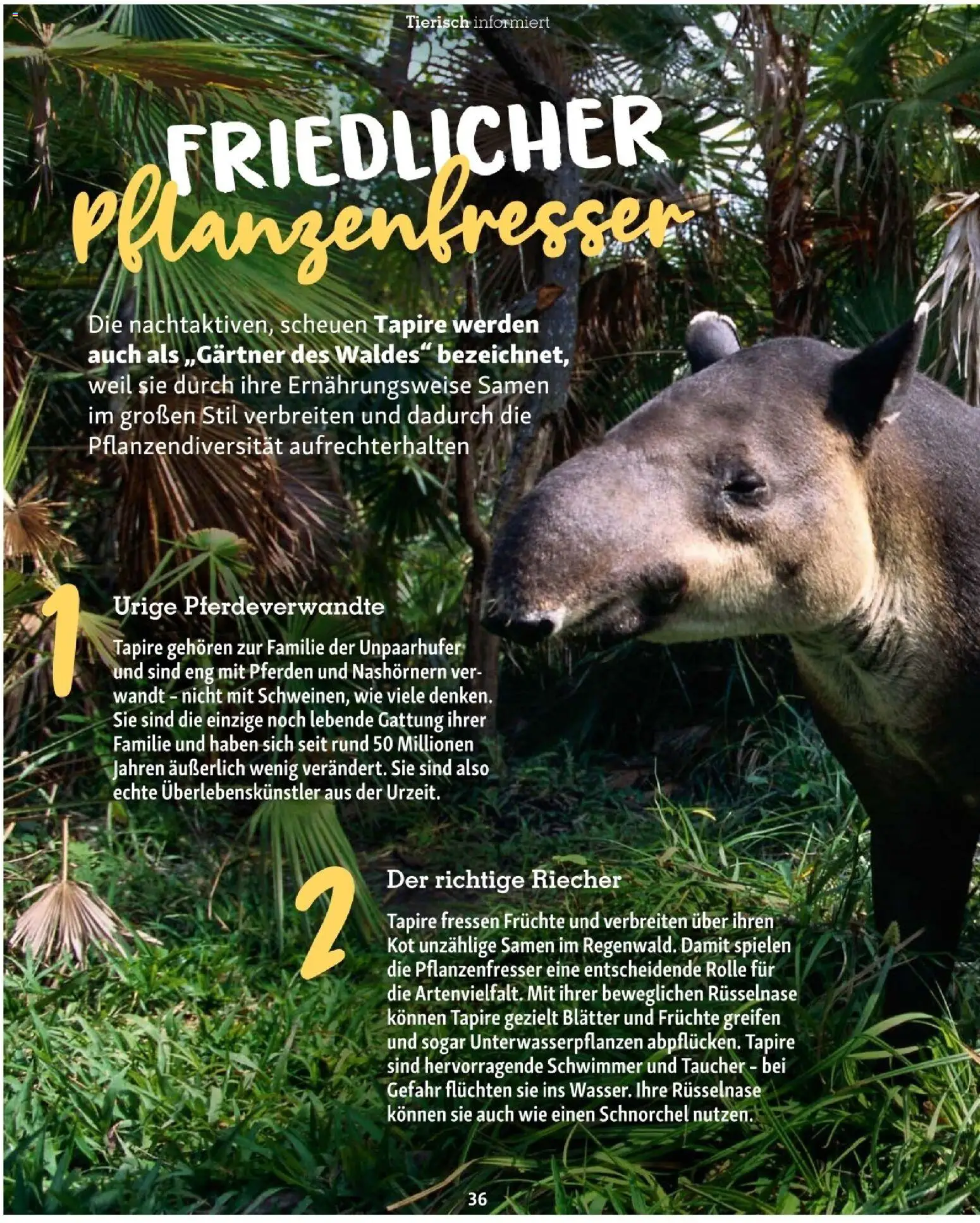 Fressnapf Friends 01/26 gültig ab 01.01.2026 | Seite: 36