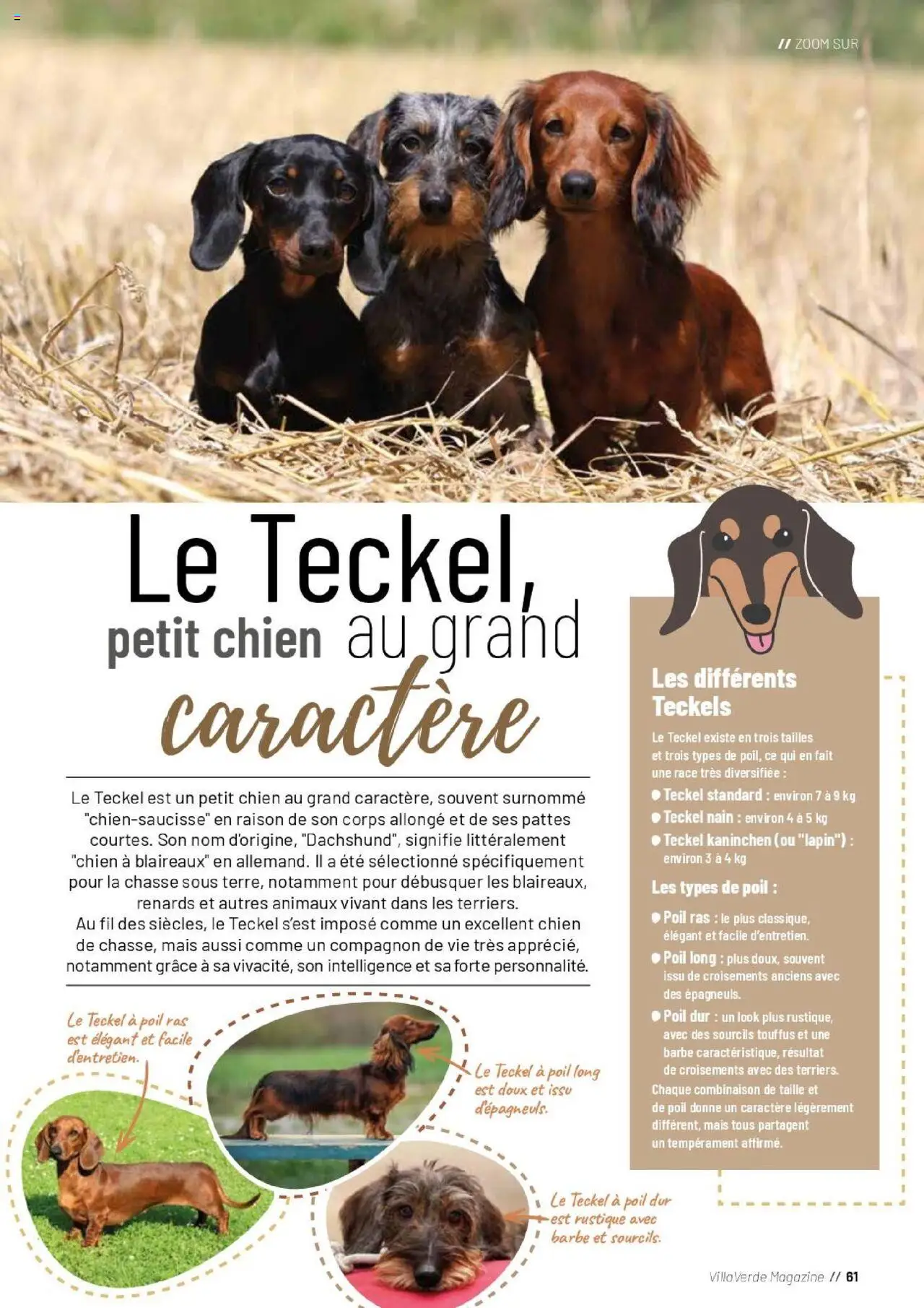 {H1} | Page: 61 | Produits: Lapin, Mais, Combinaison, Magazine