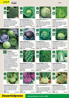 Landi ( Deaktivovane pre Letakomat )  Aktionen ab 07.01.2026 gültig | Seite: 12 | Produkte: Blumenkohl, Chinakohl, Salat