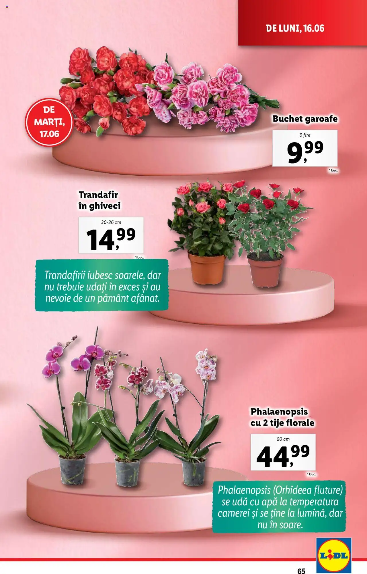 Catalog Lidl – valabil de la 16.06.2025 | Pagină: 65 | Produse: Trandafir, Ghiveci, Apă