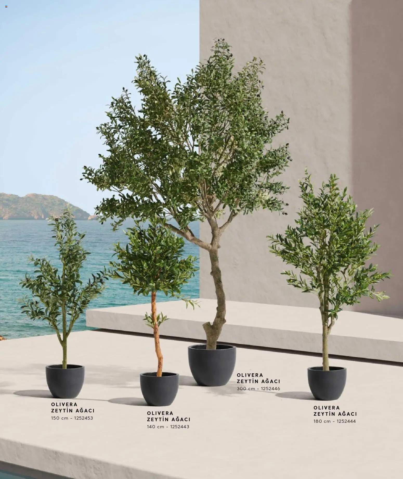 Mudo - Katalog  Ağaç 2026 - 01.01.2026 tarihinden itibaren geçerlidir | Sayfa: 8 | Ürünler: Zeytin