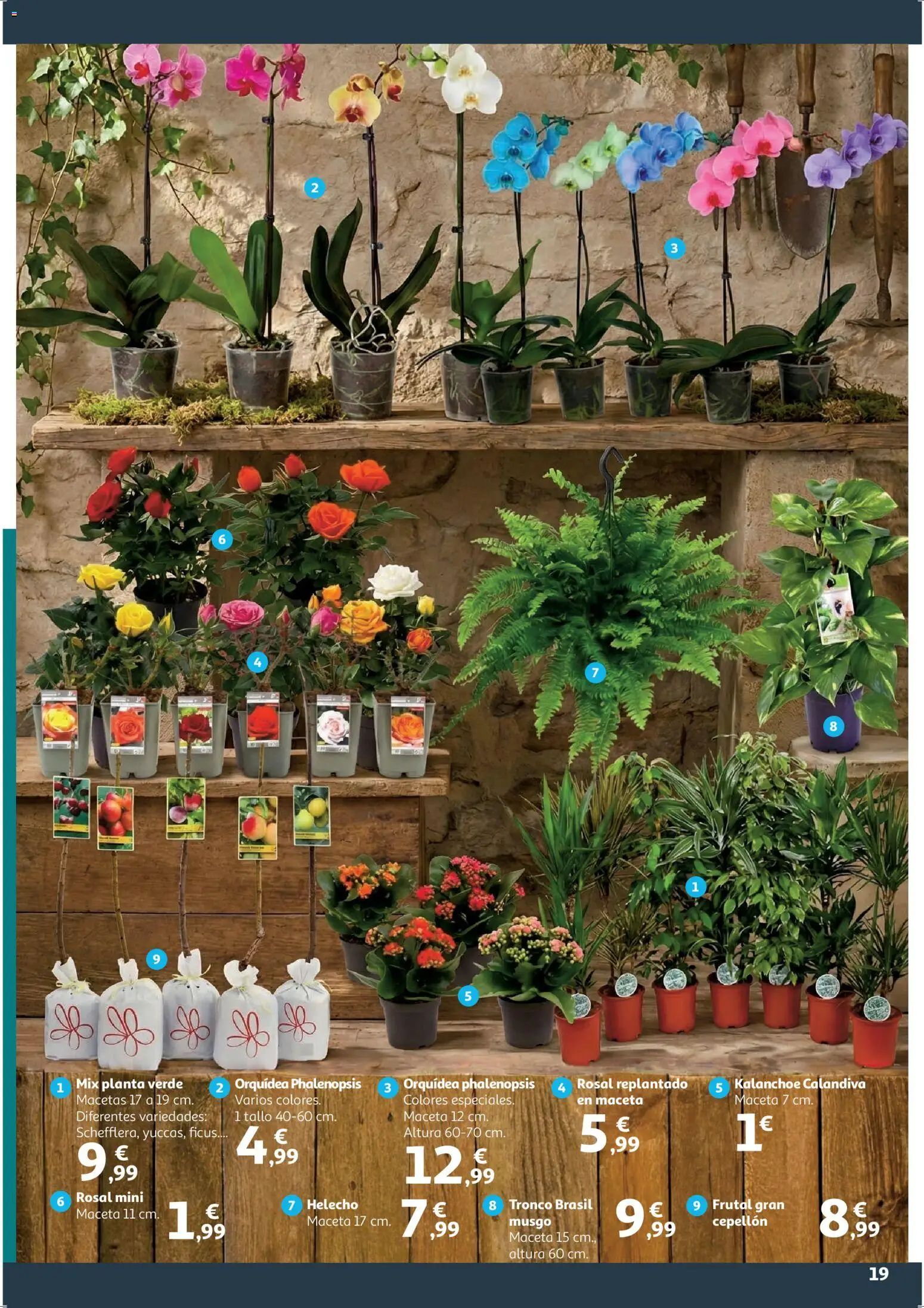 Alcampo - HP Cat │ válido desde el 09.01.2026 | Página: 19 | Productos: Maceta