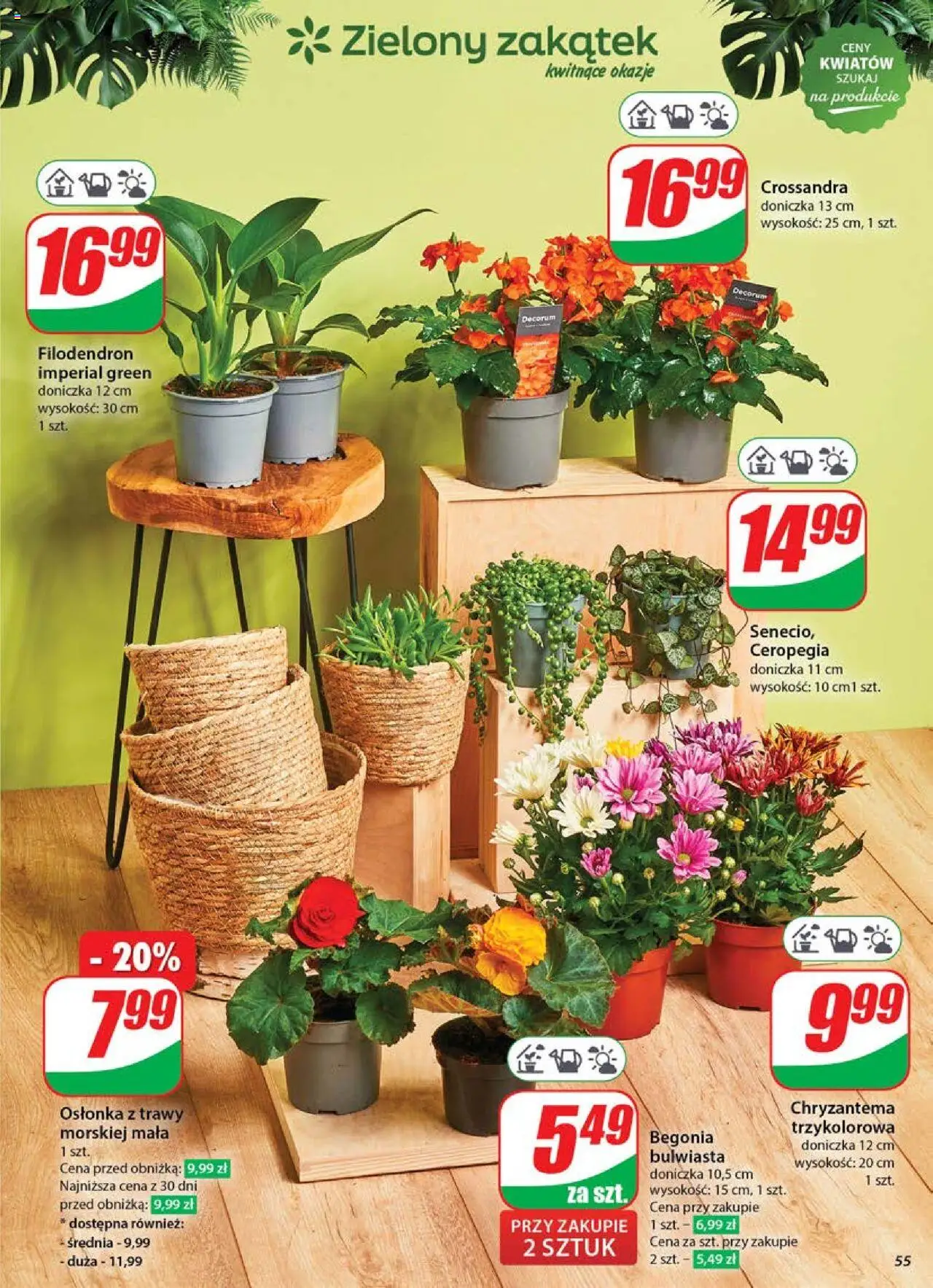 Dino Gazetka od 04.06.2025 | Strona: 55 | Produkty: Trawy, Doniczka
