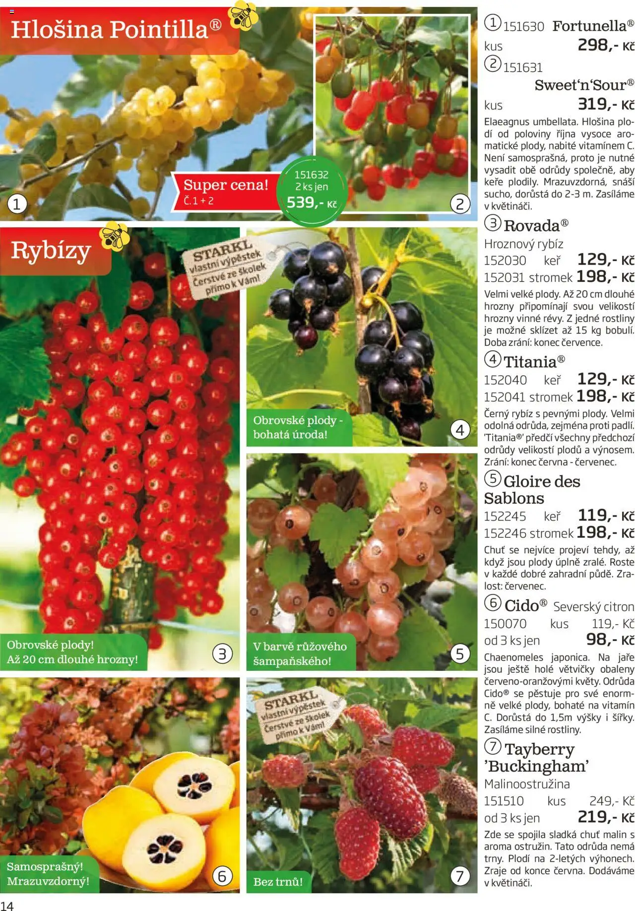 Starkl katalog podzim 2025 od 01.08.2025 | Strana: 14 | Produkty: Rostliny, Citron, Hrozny