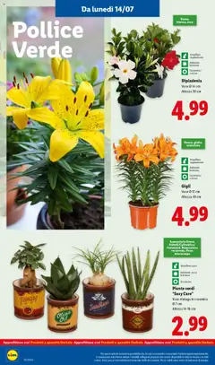 Volantino Lidl del 14.07.2025 | Pagina: 36 | Prodotti: Olive, Vaso