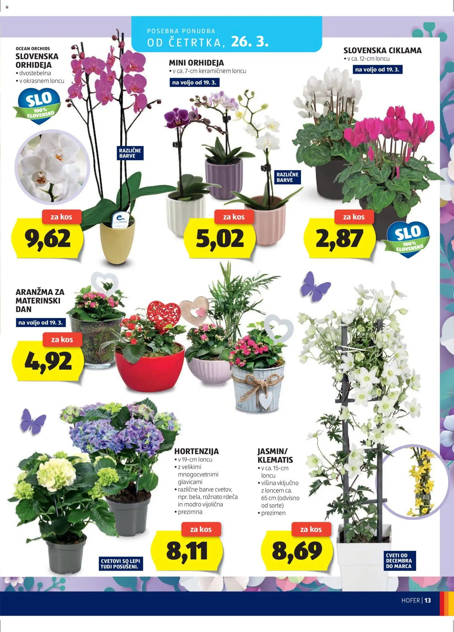 Hofer SI katalog | vrijedi od 18.03.2026 | Stranica: 13 | Proizvodi: Orhideja
