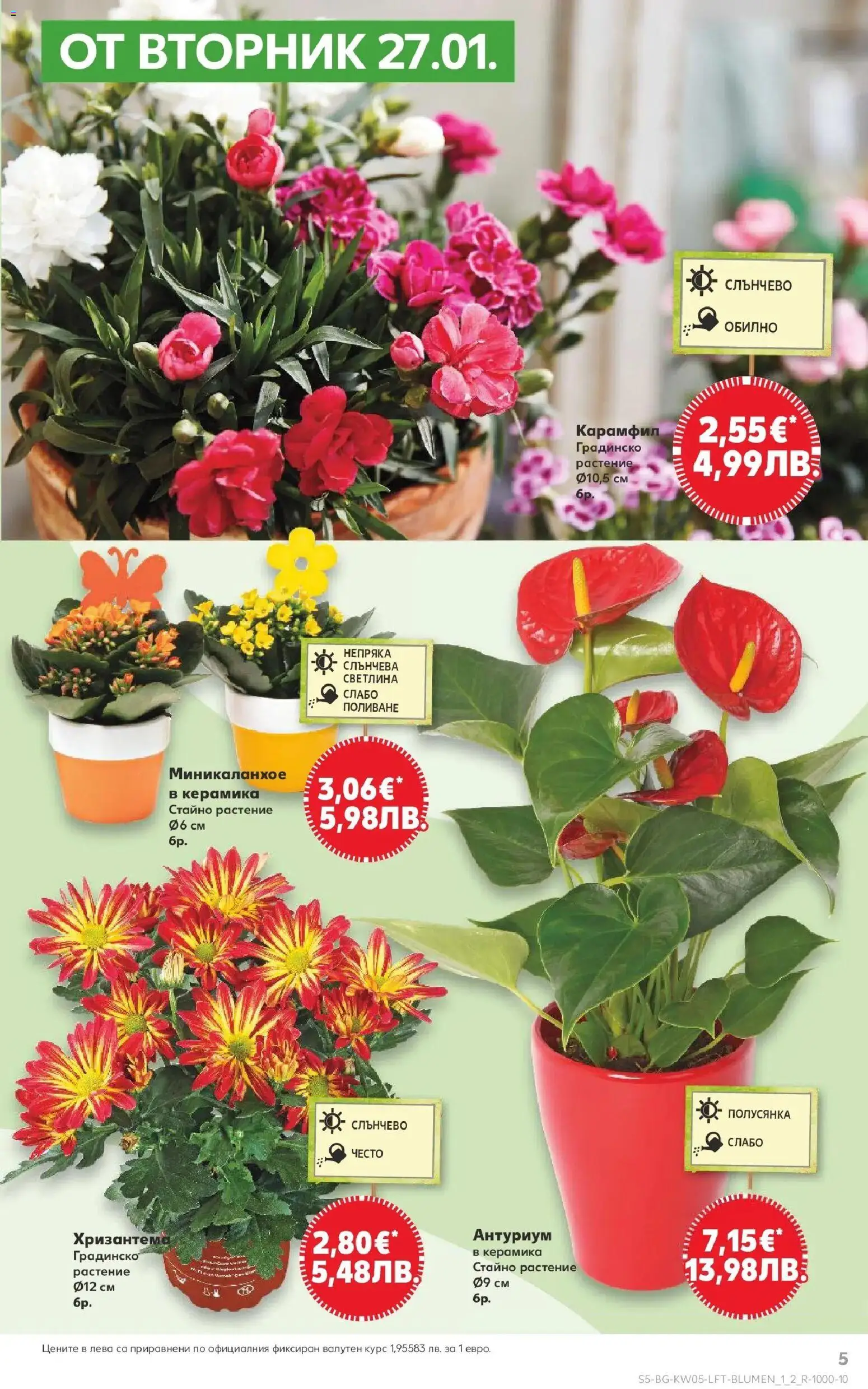 {H1} | Страница: 5 | Продукти: Хризантема, Карамфил