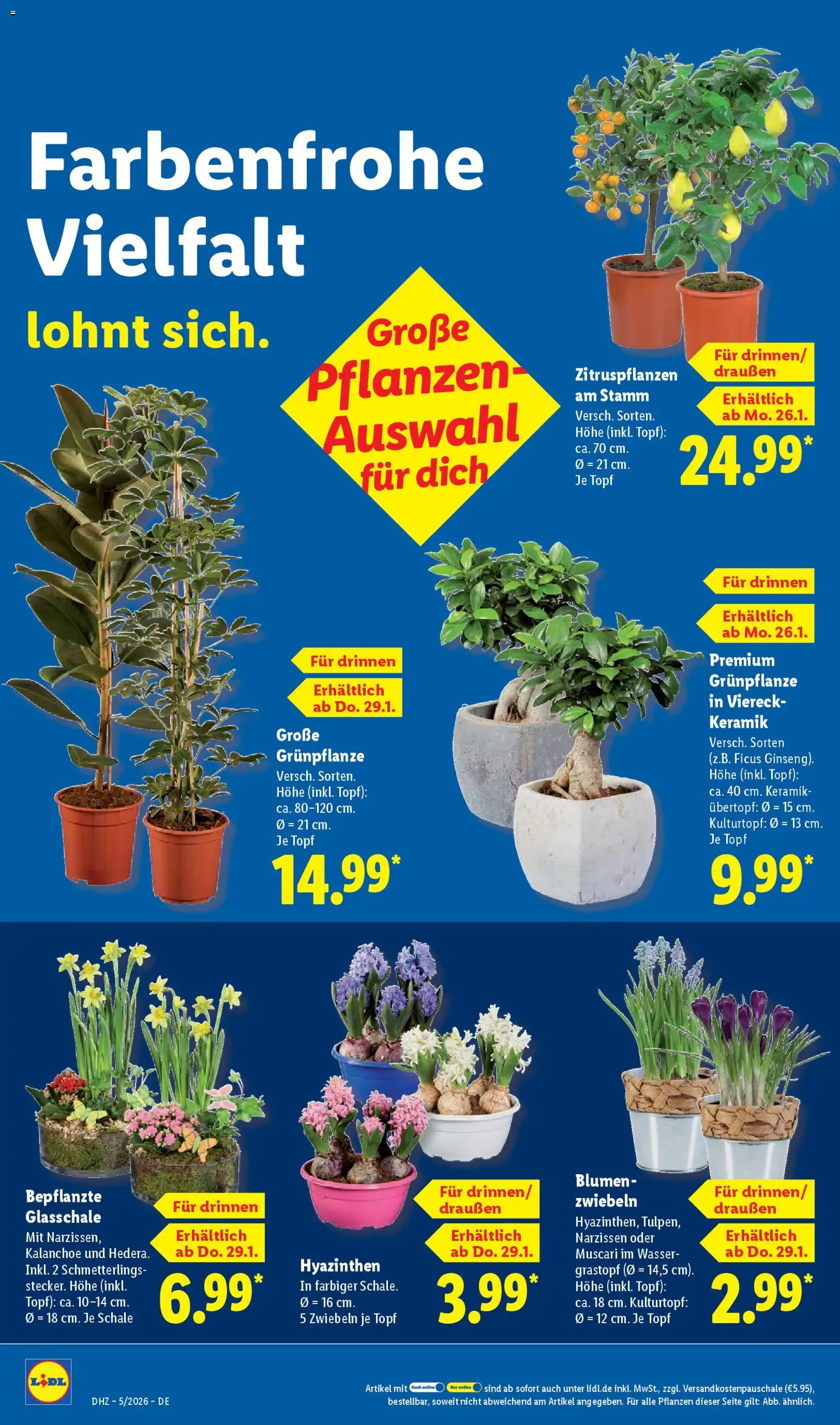 Lidl Prospekt Bestwig – gültig ab 26.01.2026 | Seite: 64 | Produkte: Blumen, Zwiebeln, Wasser