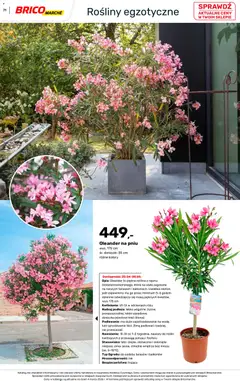 Pogląd oferty "Brico Marché gazetka - Wiosna" - ważna od 04.03.2026 | Strona: 71 | Produkty: Doniczka, Rosliny, Doniczki