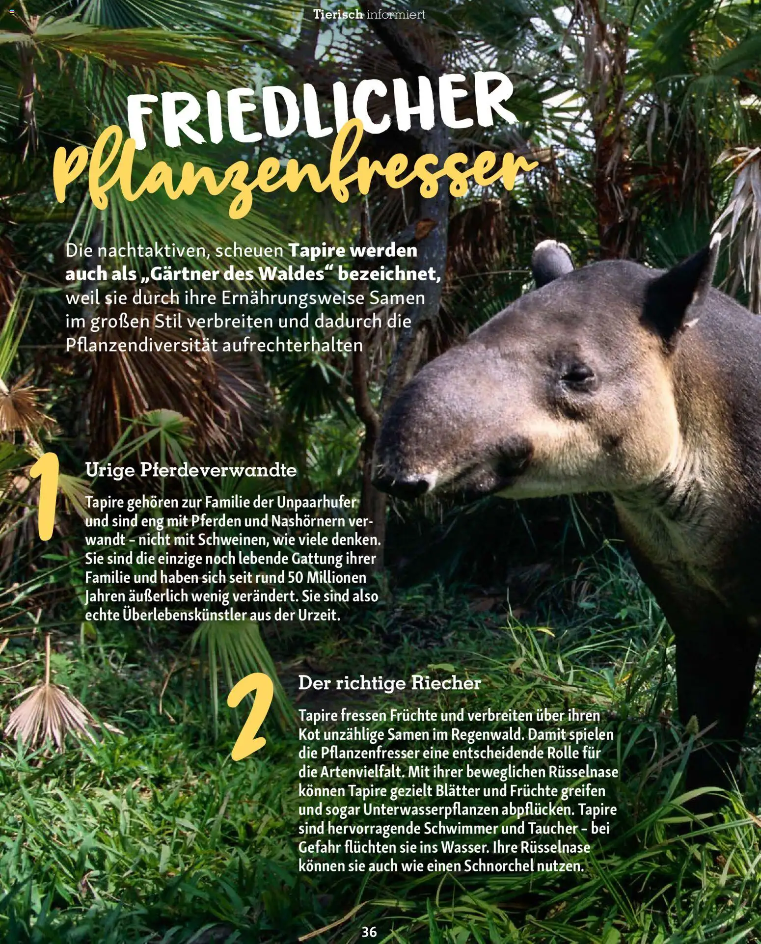Fressnapf Friends Magazin – gültig ab 01.01.2026 | Seite: 36