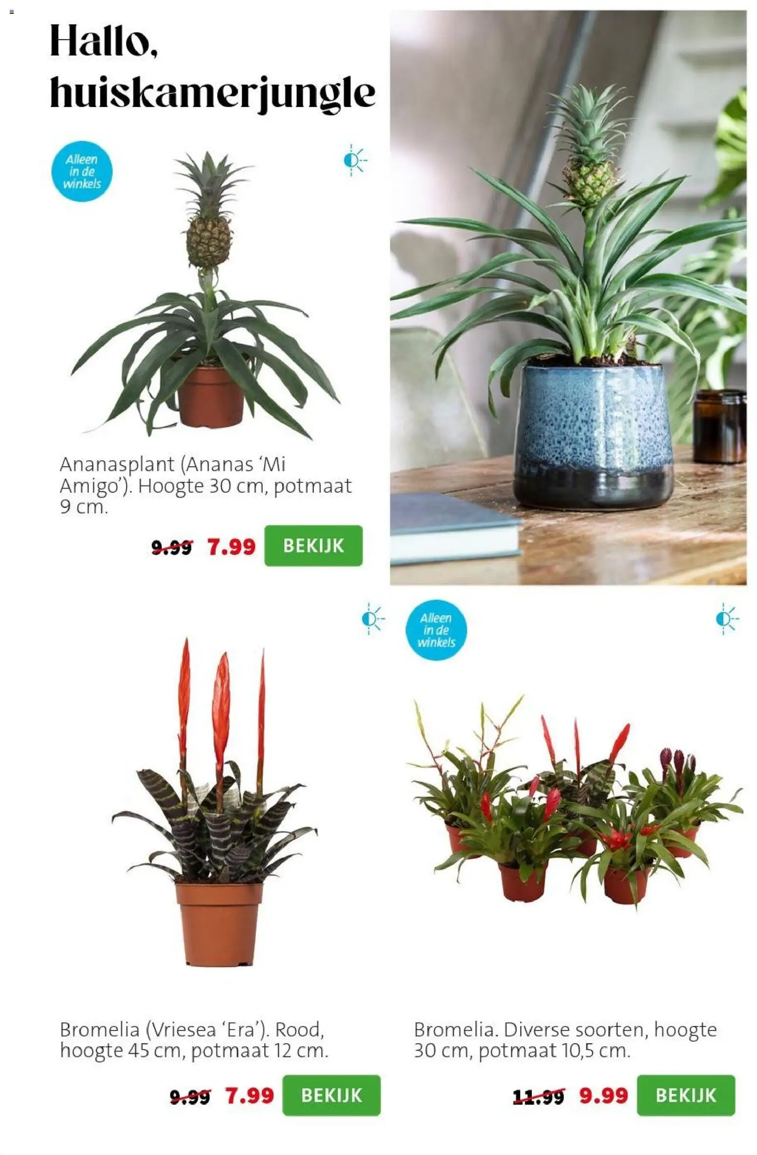 {H1} | Pagina: 8 | Producten: Ananas