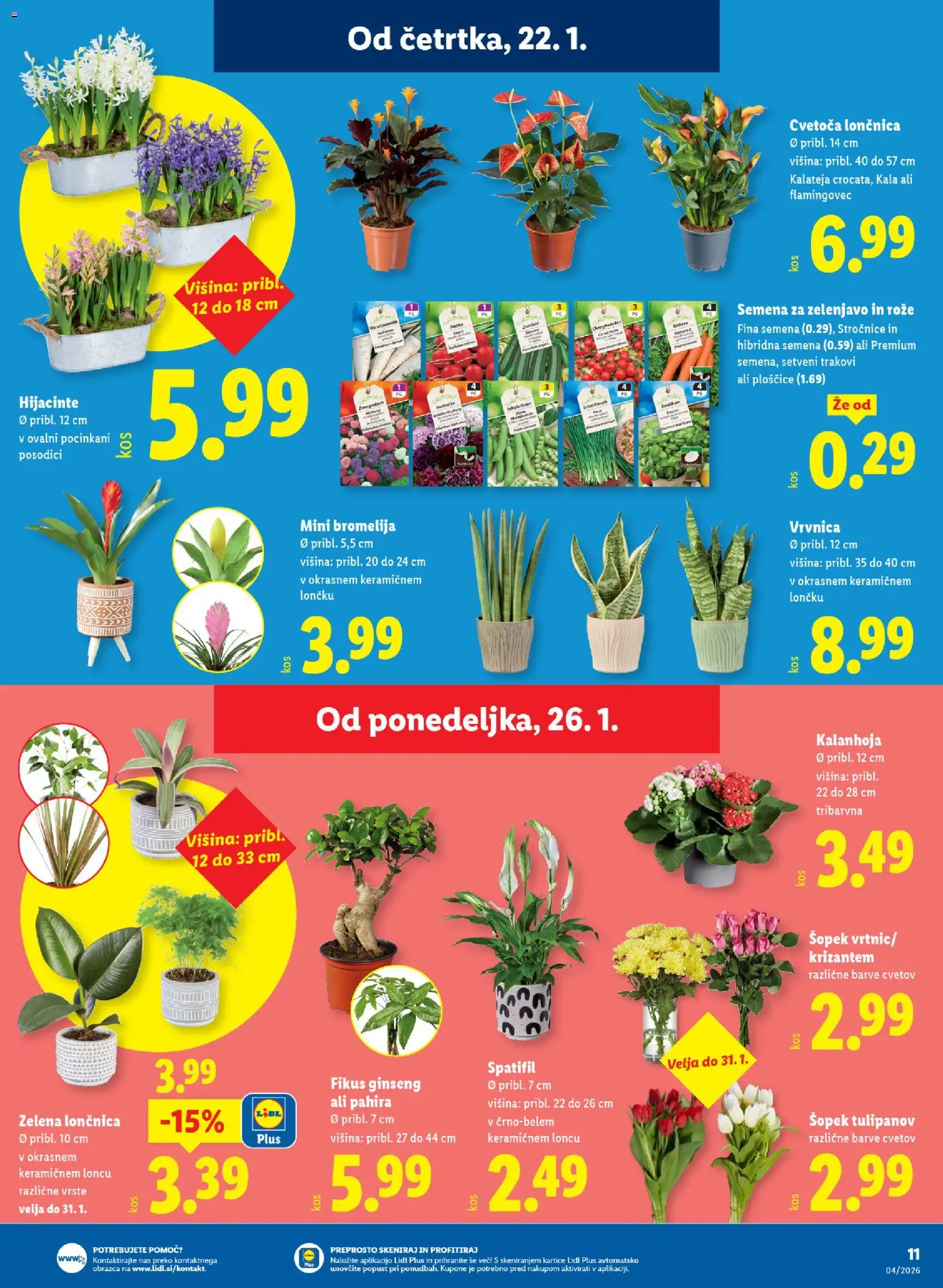 Novi Lidl katalog ponudbe – veljaven od 22.01.2026 | Stran: 15 | Izdelki: Šopek, Ploščice, Zelena