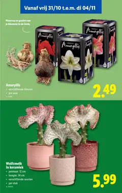 Lidl Folder week 44 - Voorbeeld van een folder van Lidl, geldig van 29.10.2025 | Pagina: 55 | Producten: Bloemen, Keramiek