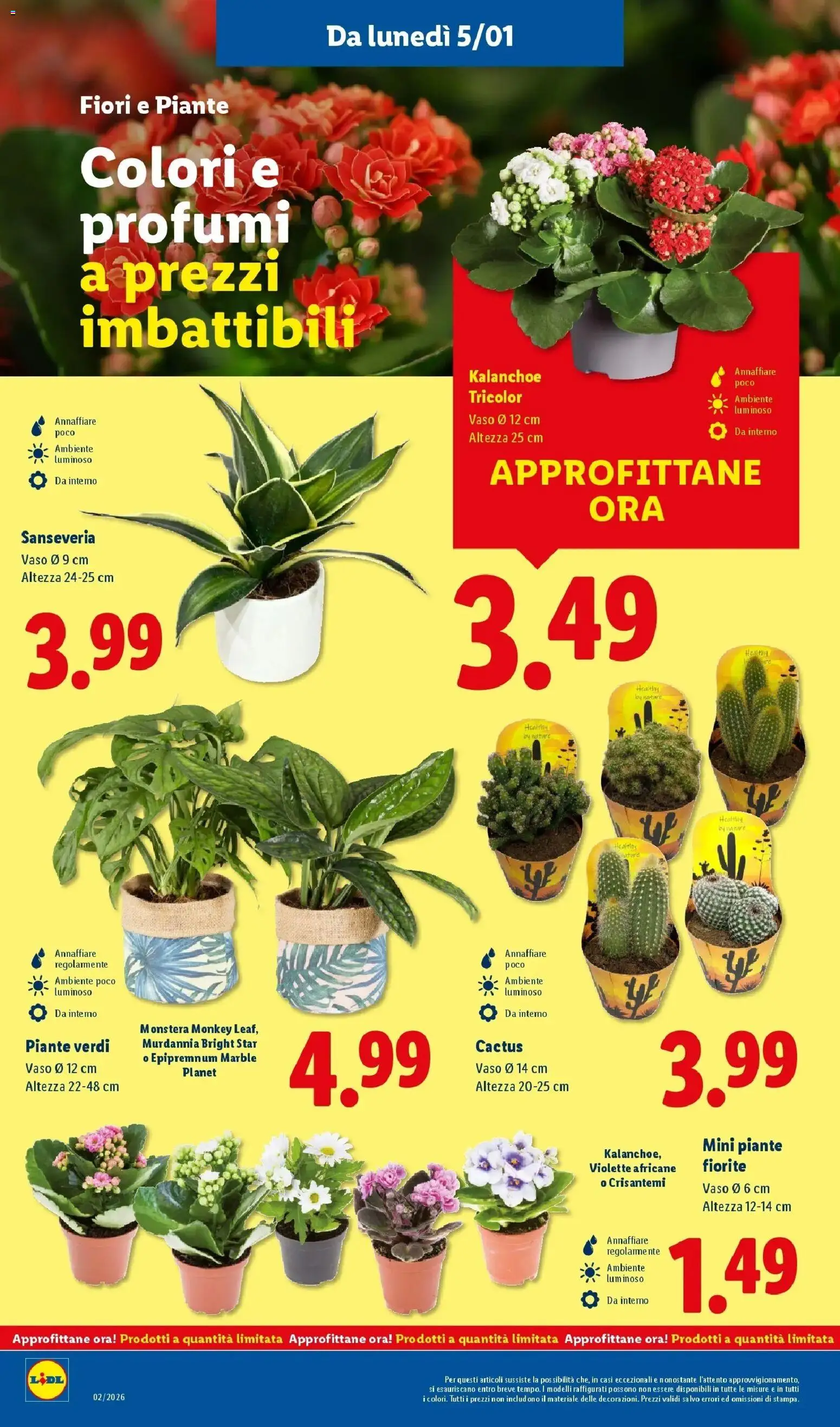Volantino Lidl del 05.01.2026 | Pagina: 36 | Prodotti: Cactus, Crisantemi, Vaso