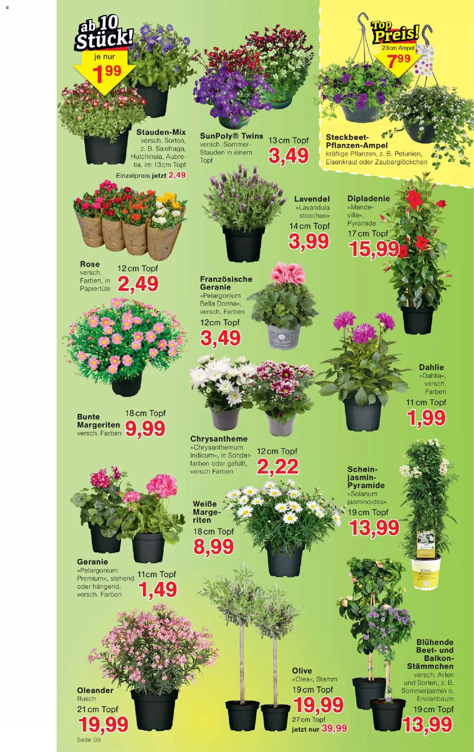 Wiglo Wunderland Prospekt – gültig ab 13.04.2026 | Seite: 6 | Produkte: Top, Blumen, Lavendel