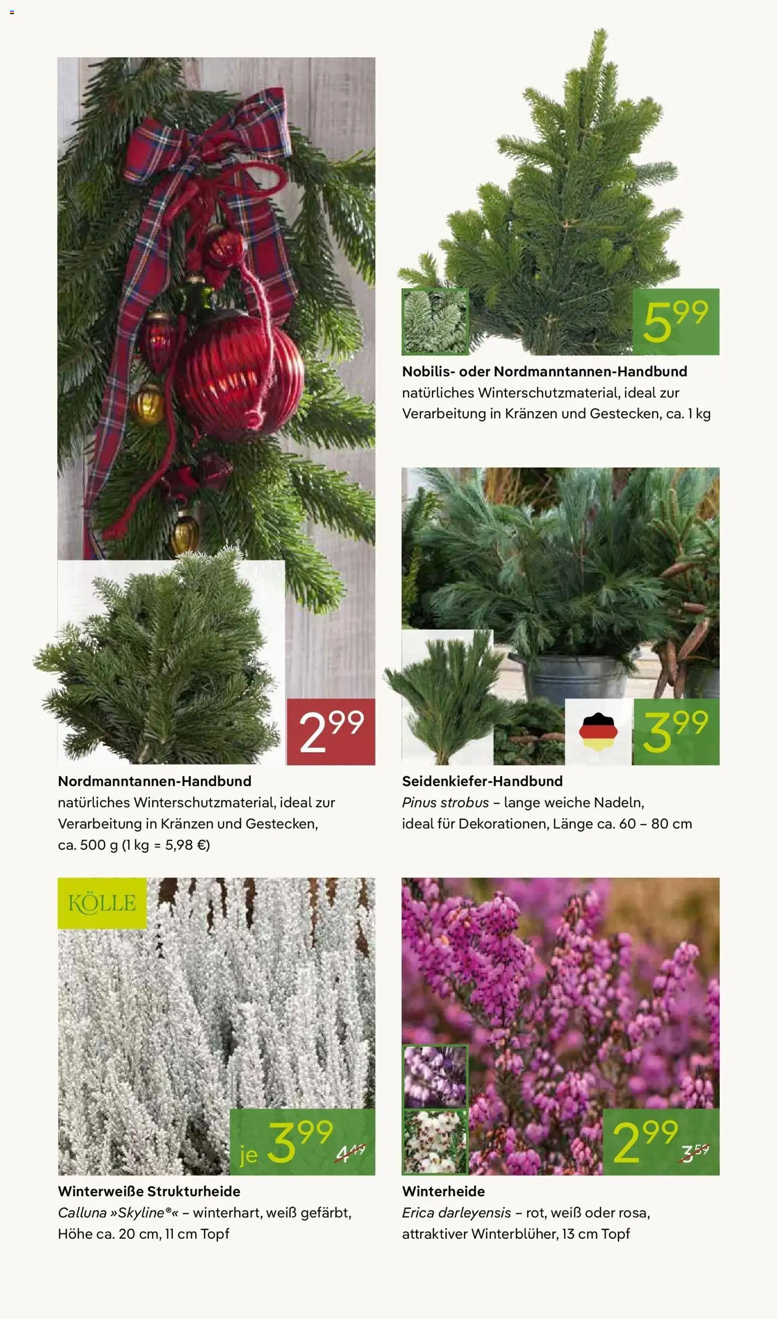 Pflanzen-Kölle - Pflanzen-Kölle: Advent, Advent – gültig ab 23.11.2025 | Seite: 8