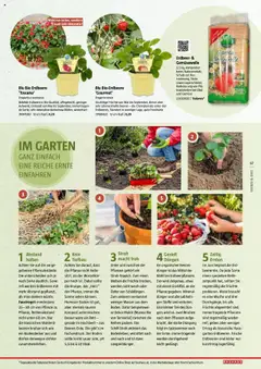 Bauhaus Reiche Ernte Magazin 2025 gültig ab 01.07.2025 | Seite: 57 | Produkte: Erdbeeren, Wasser, Gemüse, Obst