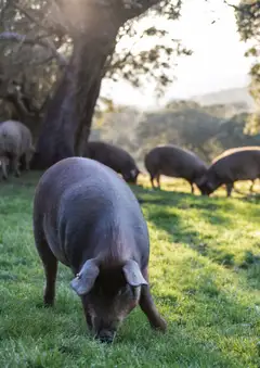 Ofertele Selgros valabile de la 27.04.2023 | Pagină: 84 | Produse: Lait de coco, Cotlet porc