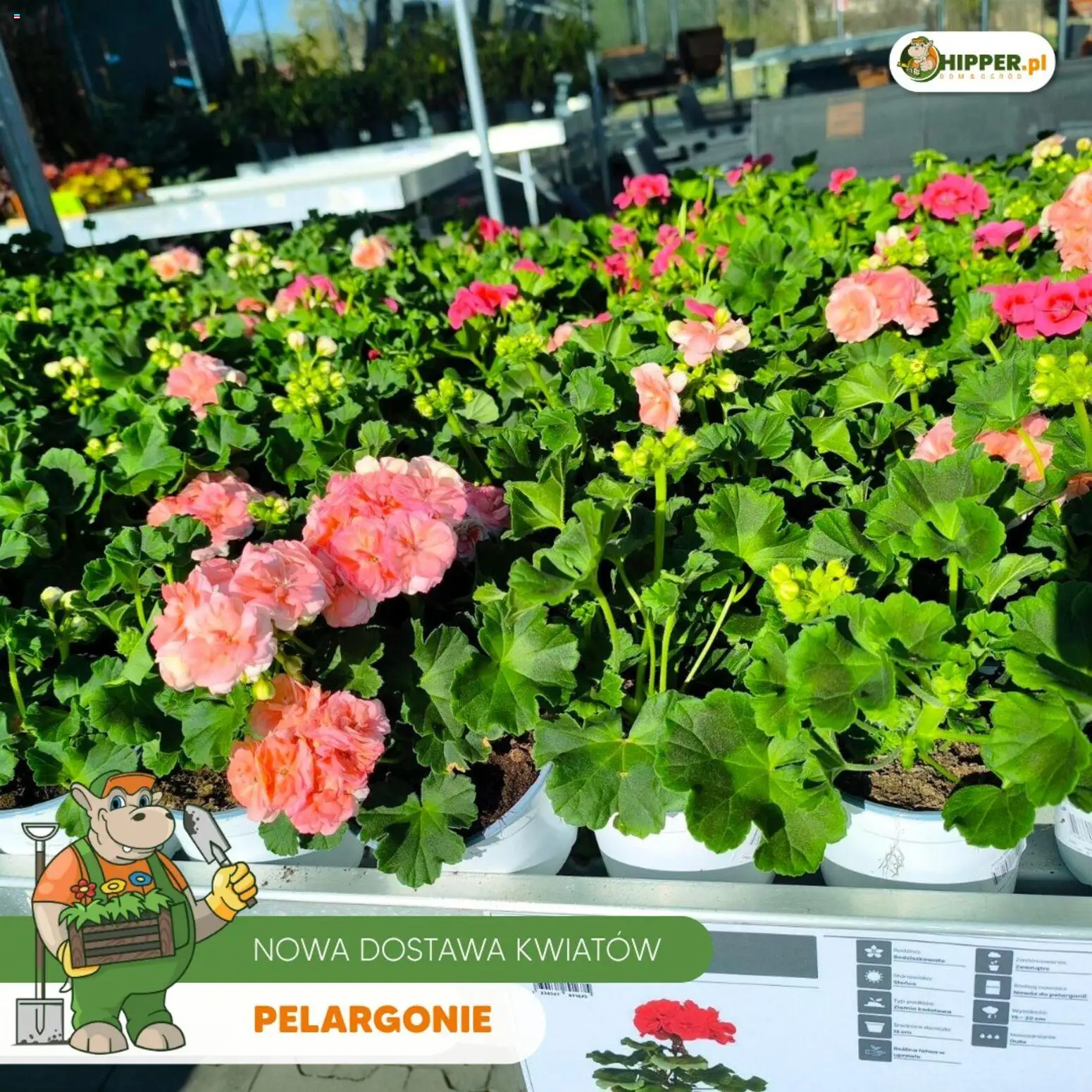 Hipper gazetka od 24.04.2026 | Strona: 6