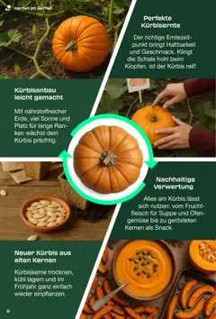Lidl Parkside ab 31.07.2025 gültig | Seite: 9 | Produkte: Gemüse, Kürbis, Ofen