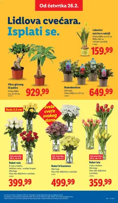 Lidl katalog - pregled Lidl kataloga - važi od 26.02.2026 | Strana: 17 | Proizvode: Vaza, Hrizantema, Cvece