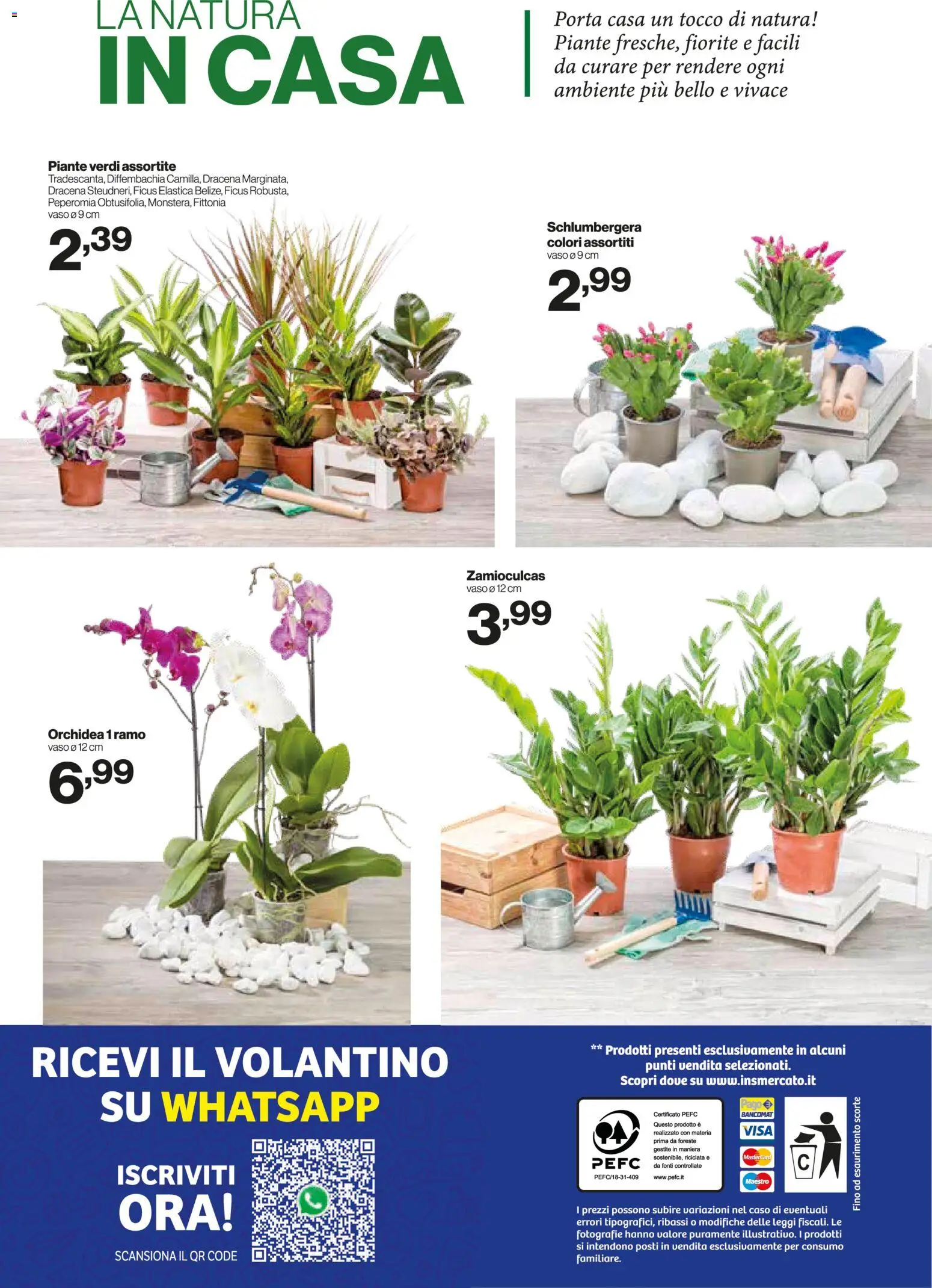 Volantino IN's del 14.01.2026 | Pagina: 24 | Prodotti: Orchidea, Vaso