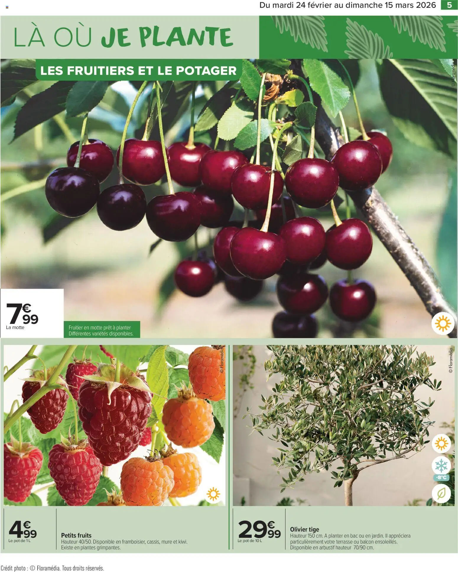 {H1} | Page: 7 | Produits: Le potager, Plantes, Olivier