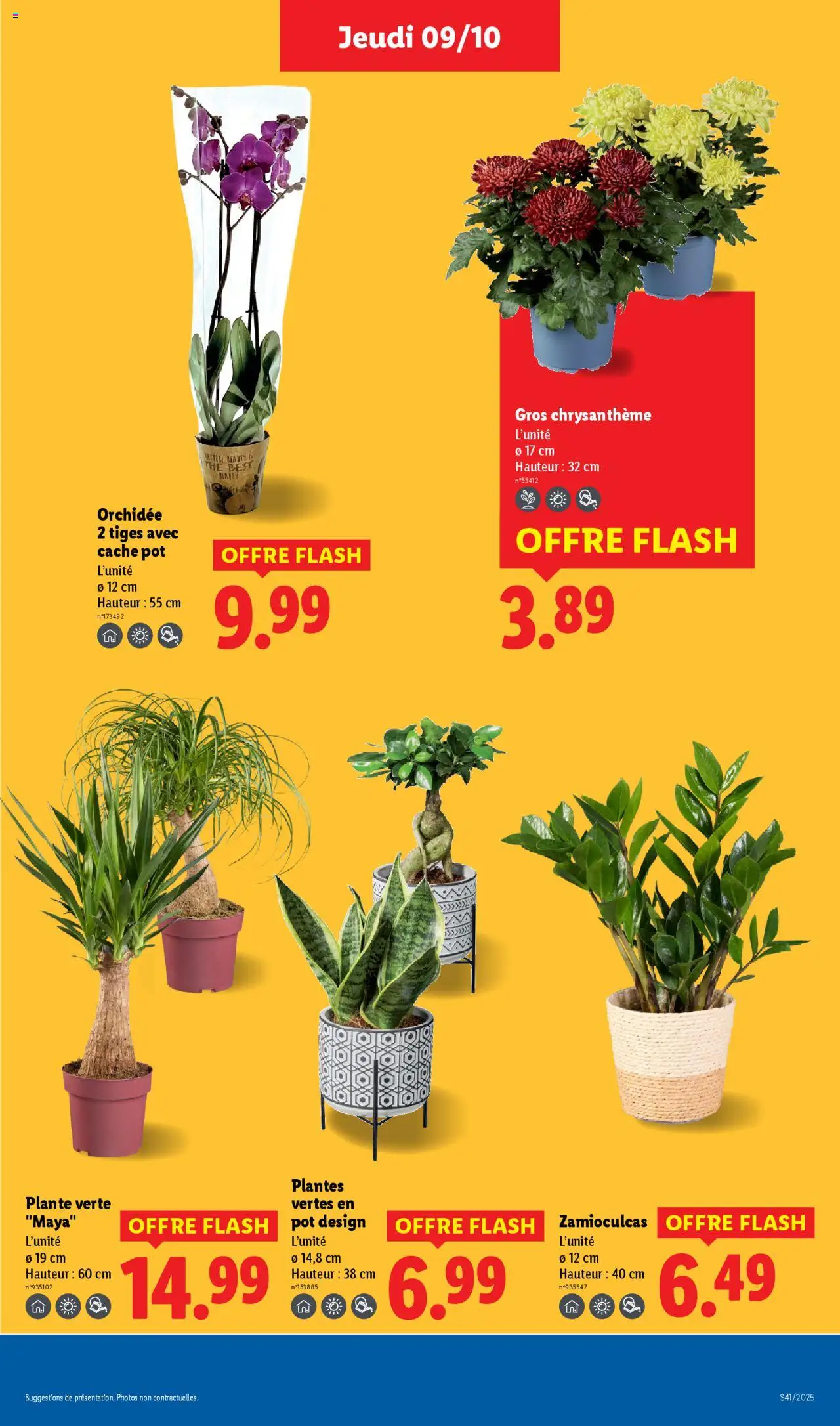 {H1} | Page: 29 | Produits: Plantes, Chrysanthème, Orchidée, Thé