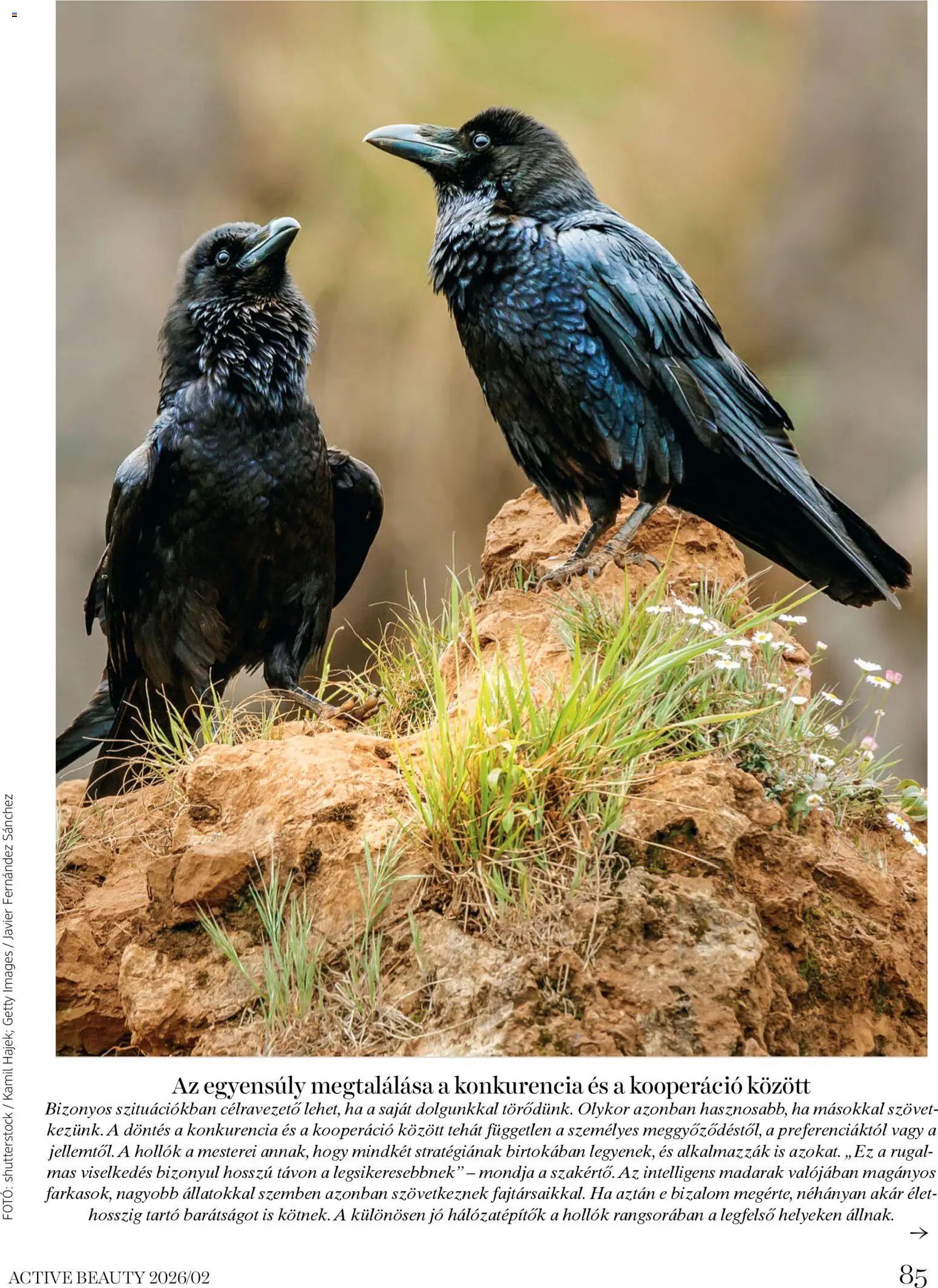 DM Drogerie Markt akciós ujság - amely érvényes a következő dátumtól: 06.02.2026 | Oldal: 85