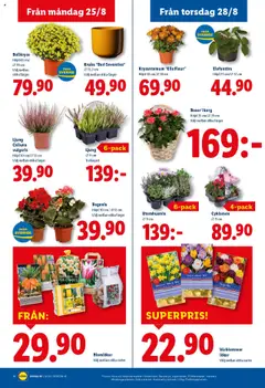 Lidl reklamblad aktuell från 25.08.2025 | Sida: 20 | Produkter: Kruka, Korg