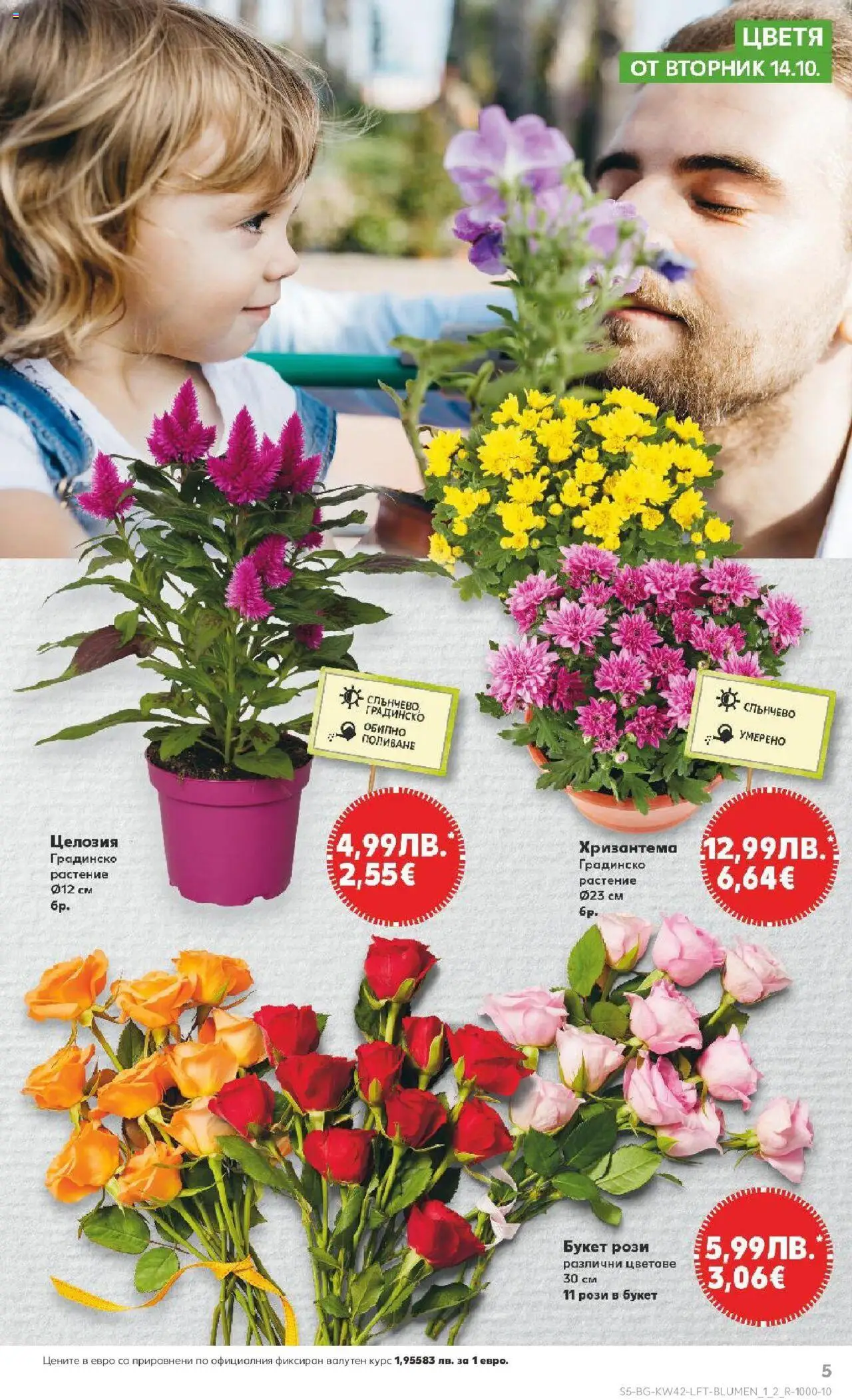 {H1} | Страница: 5 | Продукти: Хризантема