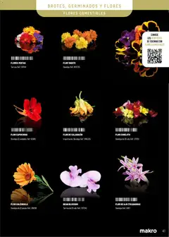 Vista previa Makro - Especial Frutas y Verduras Península válido desde el 05.01.2026 | Página: 41 | Productos: Calabacín, Bandeja