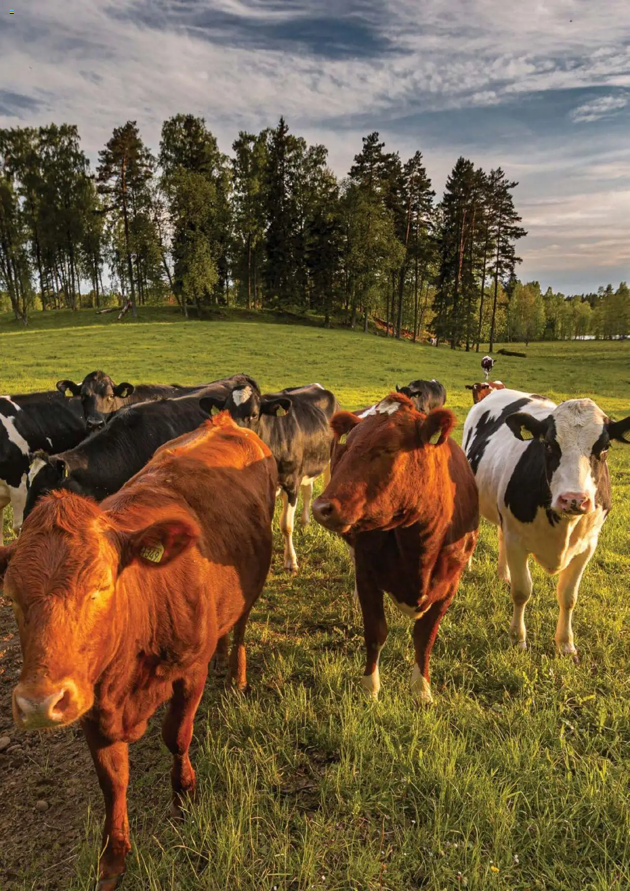 Noul catalog Selgros – valabil de la 27.04.2023 | Pagină: 28