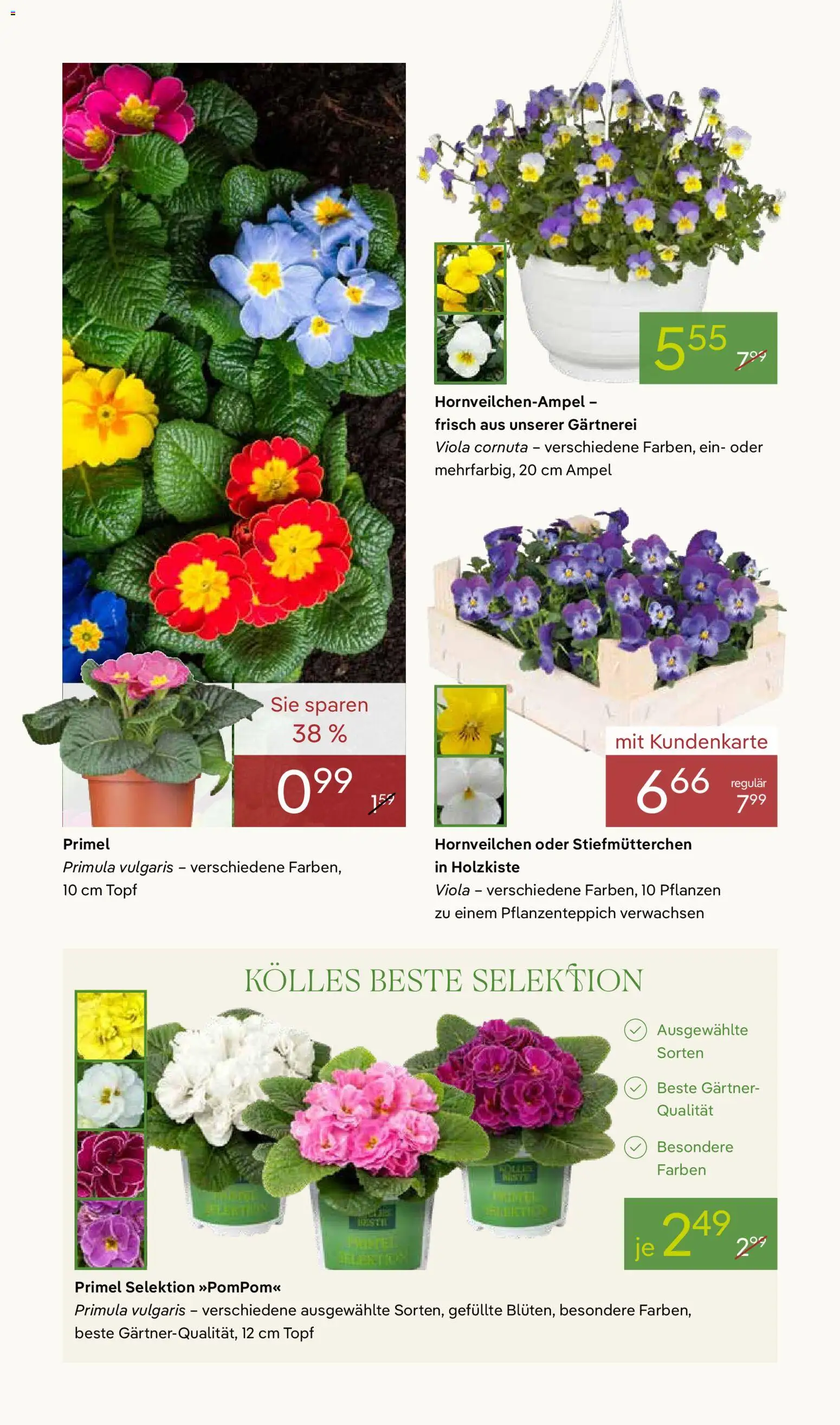 Pflanzen-Kölle Prospekt 	 – gültig ab 02.03.2026 | Seite: 4 | Produkte: Stiefmutterchen