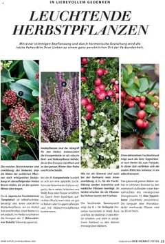 Dehner  Flugblatt ab 10.10.2025 gültig | Seite: 23 | Produkte: Teppich