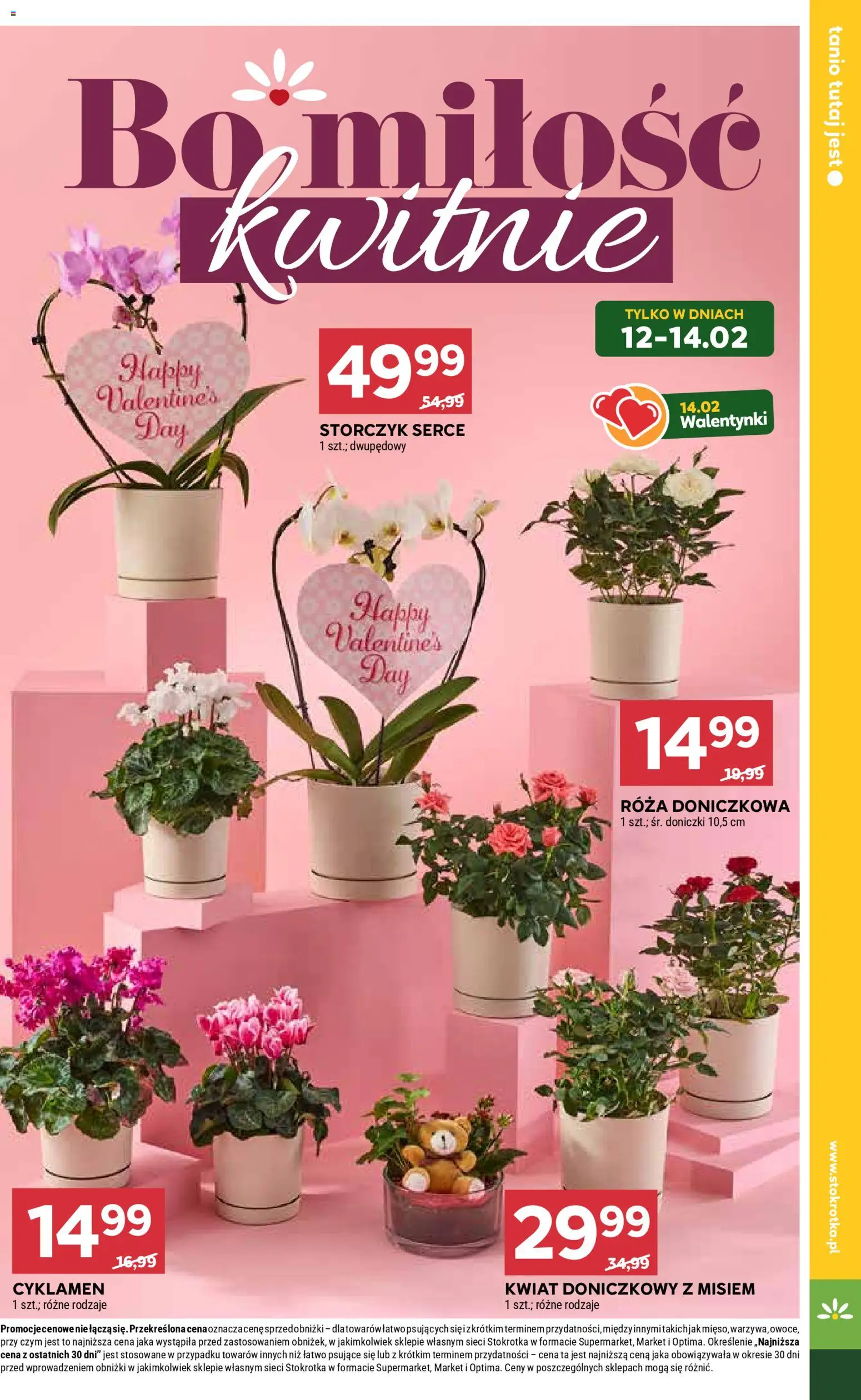 Stokrotka Gazetka od 12.02.2026 | Strona: 9 | Produkty: Stokrotka, Doniczki, Storczyk