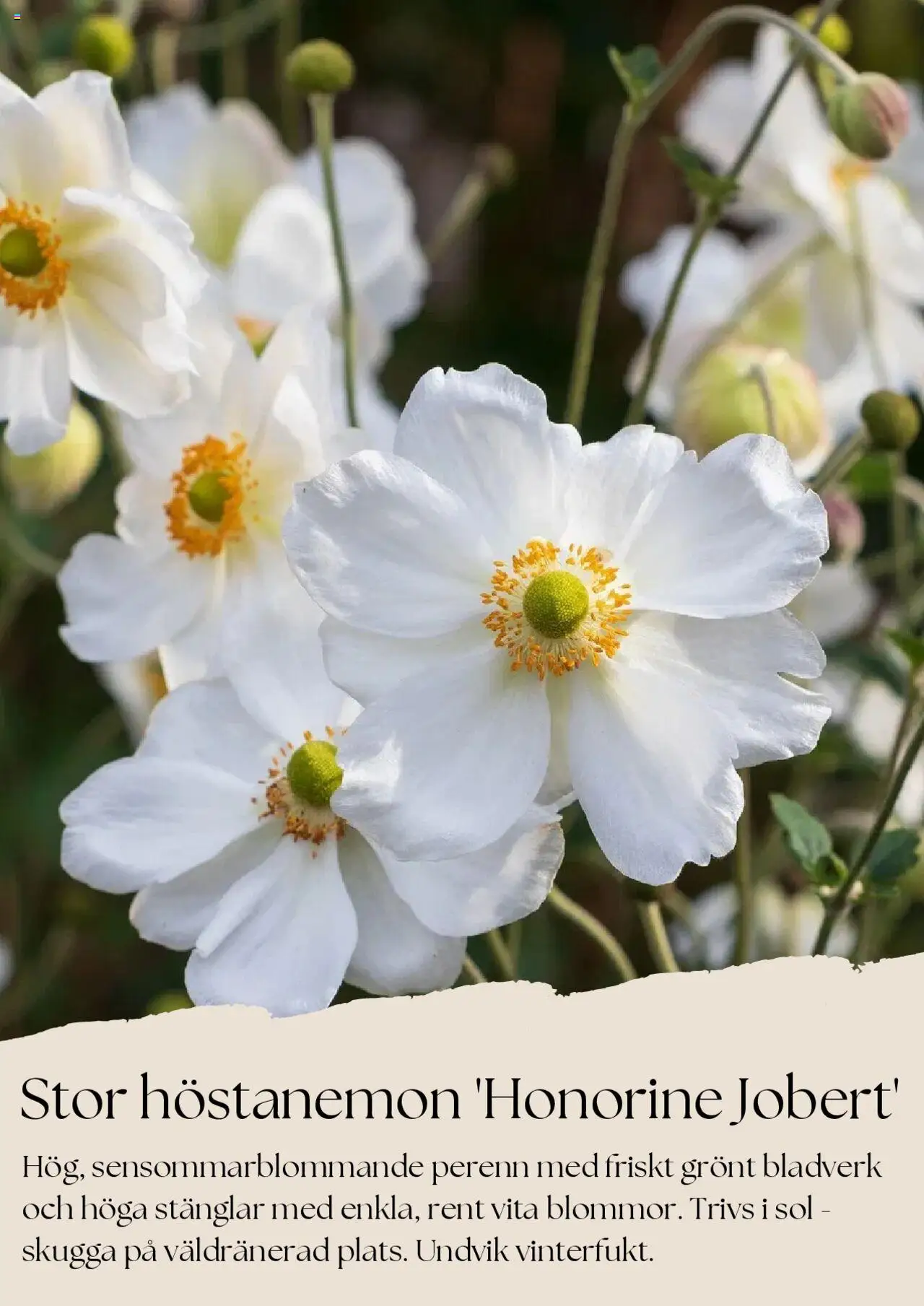 Plantagen reklamblad aktuell från 01.08.2025 | Sida: 6