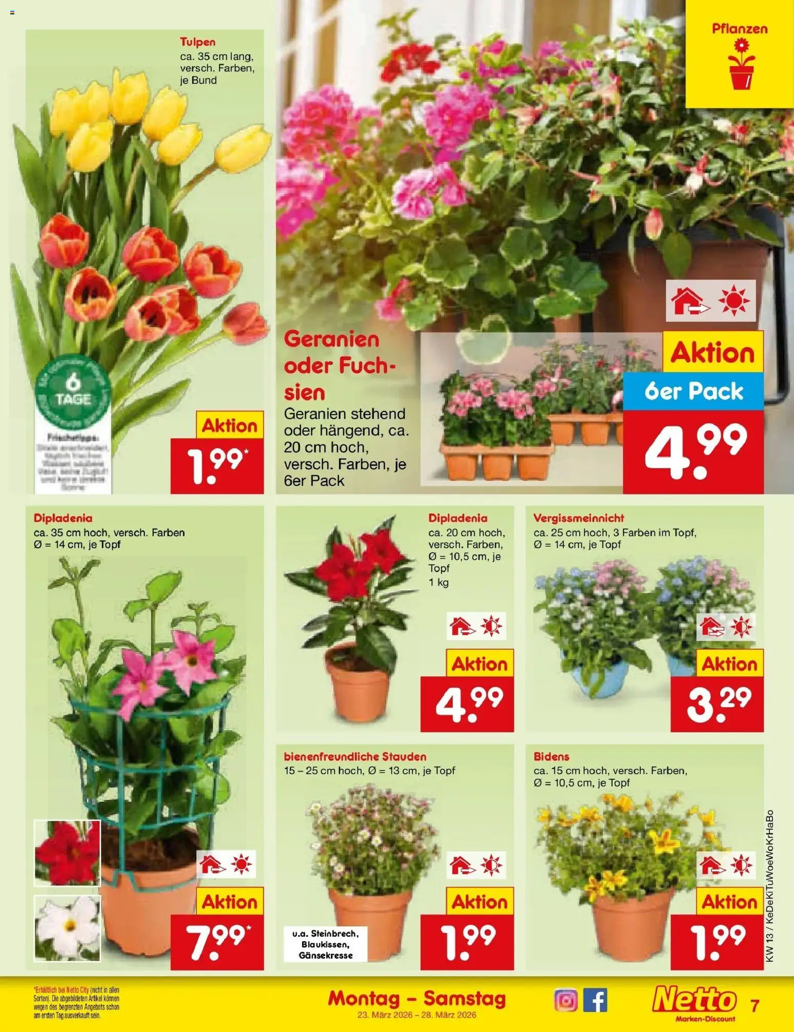 Netto Marken-Discount Prospekt Gemmingen	 – gültig ab 23.03.2026 | Seite: 7 | Produkte: Geranien