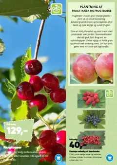 Bilka - Påske gyldig fra 09.03.2026 | Side: 10 | Produkter: Blommer, Solbær